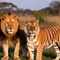 Perbedaan Singa dan Harimau: Ciri Fisik, Habitat, Perilaku, hingga Status Konservasi