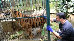Dokter hewan yang juga aktivis ASTI memeriksa Eva Harimau Sumatera di tempat Pusat Transit Satwa Gadog ASTI Bogor, Senin (11/3). Sebelumnya Eva dipelihara pengusaha pada sebuah viila di Gununggeulis Bogor pada Oktober 2013 silam. (merdeka.com/arie basuki)