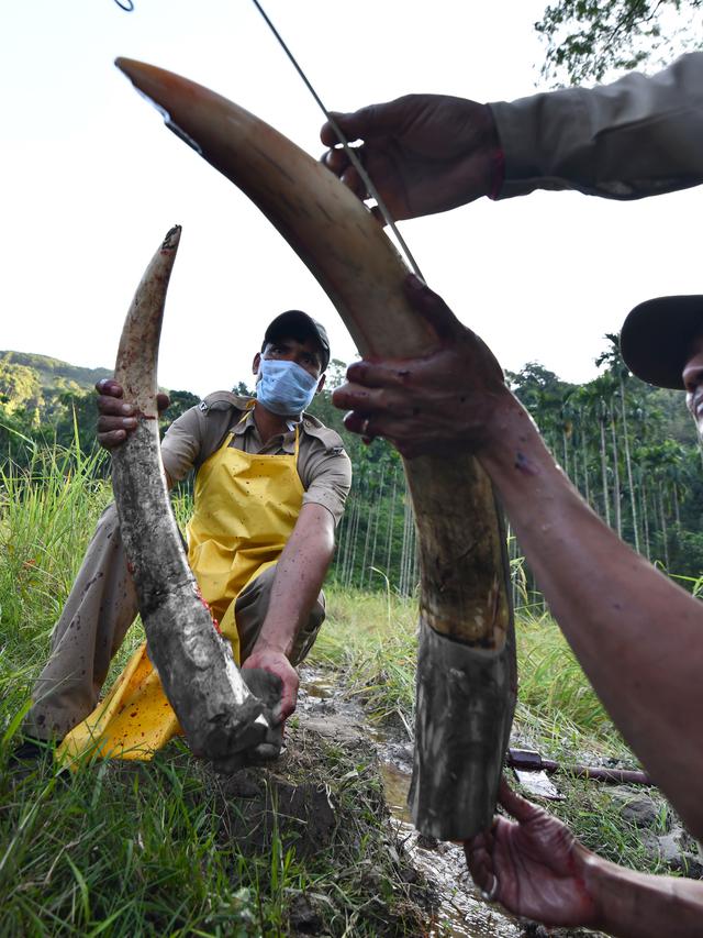 Cegah Peredaran Ilegal, Petugas India Mengambil Gading Gajah Liar