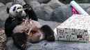 Le le, panda raksasa pertama yang lahir di Singapura, menyantap makanan yang diterimanya pada hari ulang tahunnya yang ke-2 di dalam pameran hutan panda raksasa River Wonders di Singapura, Senin (14/8/2023). (Photo by Roslan RAHMAN / AFP)