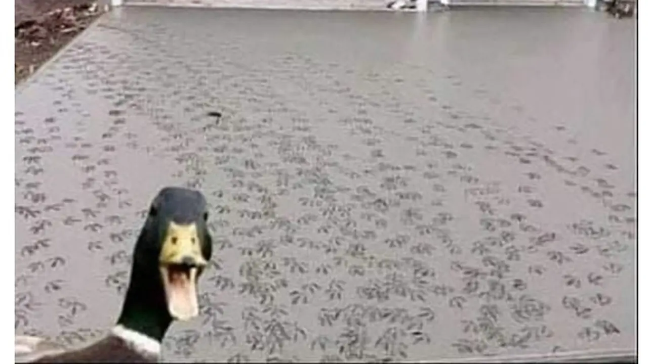 5 Potret Ayam dan Bebek Jalan di Cor Basah Ini Bikin Kuli Bangunan Geregetan