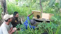 Tim Gama Lebah merupakan Tim PKM-M UGM yang lolos tahun 2014 kembali melakukan survey perkembangan peternakan lebah.