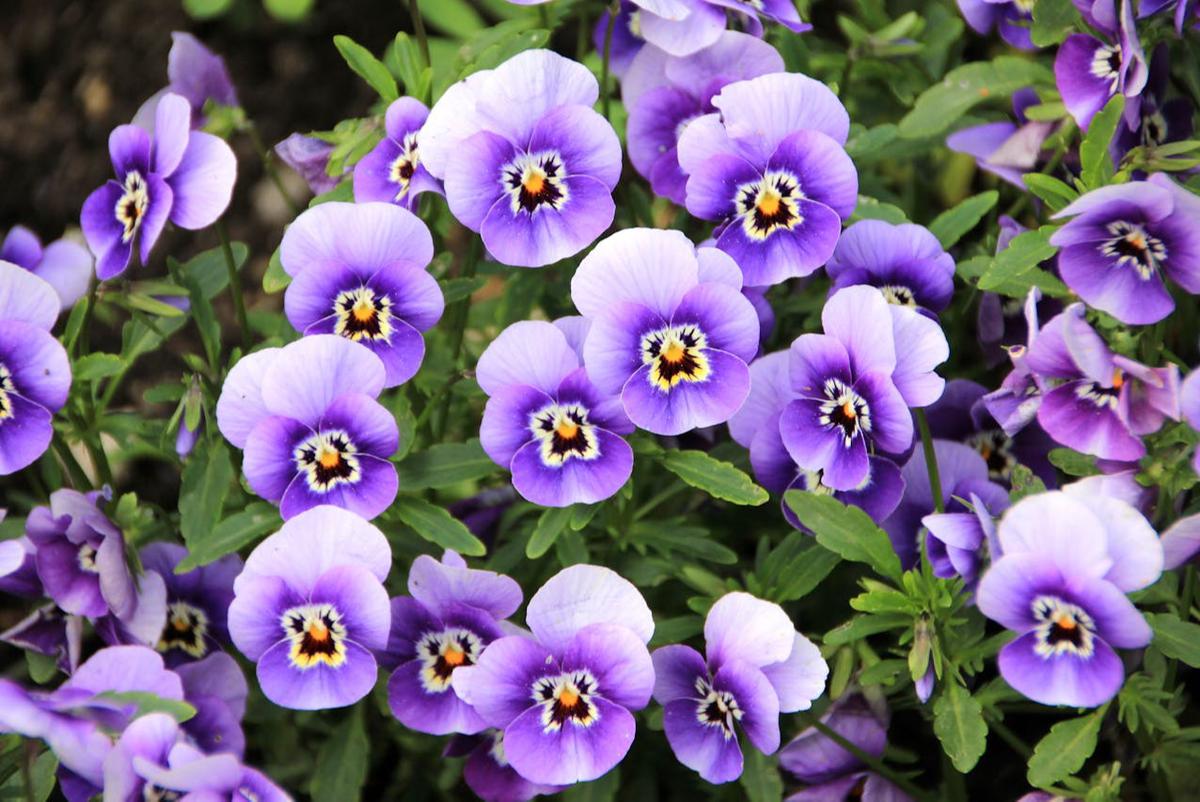 Ilustrasi Pansy