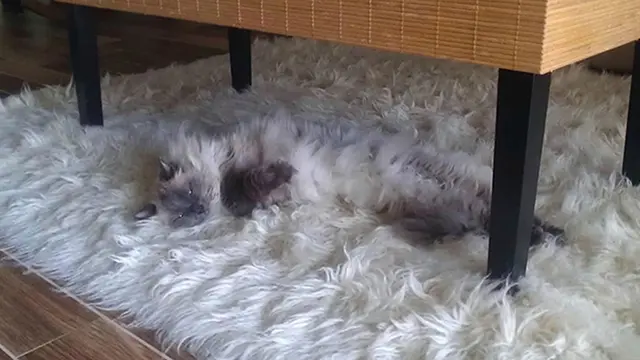 Butuh Ketelitian, 6 Kucing Kamuflase Ini Bikin Mata Terkecoh