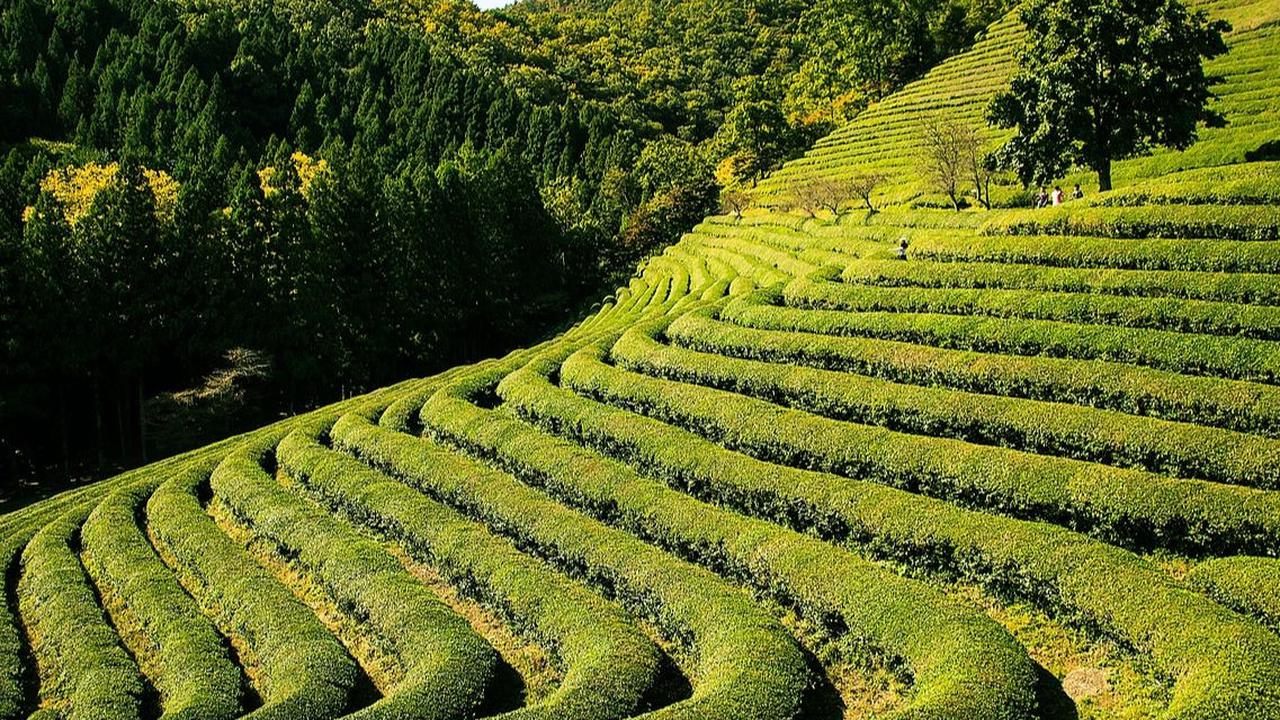 4. Kebun Teh Ciater