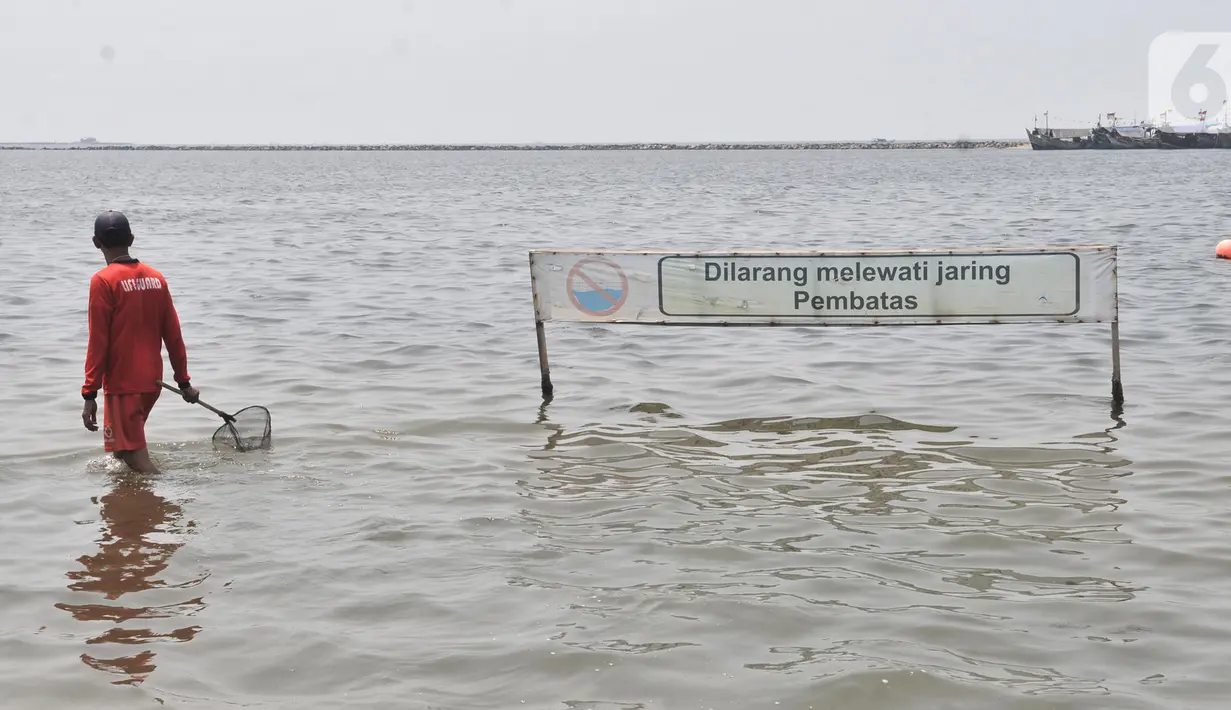 Petugas membawa jaring saat mencari ubur-ubur di Pantai Lagoon, Ancol Taman Impian, Jakarta, Rabu (9/10/2019). Pihak Ancol telah memasang jaring agar ubur-ubur itu tidak sampai ke tempat warga yang sedang berenang. (merdeka.com/Iqbal Nugroho)