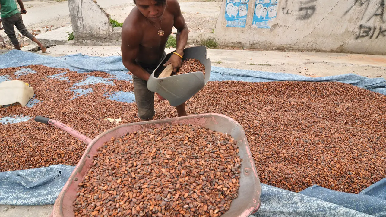Harga Biji Kakao di Palu Mulai Merangkak Naik