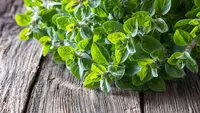 15 Tanaman Ground Cover untuk Cuaca Panas dan Minim Air yang Tetap Cantik di Iklim Tropis