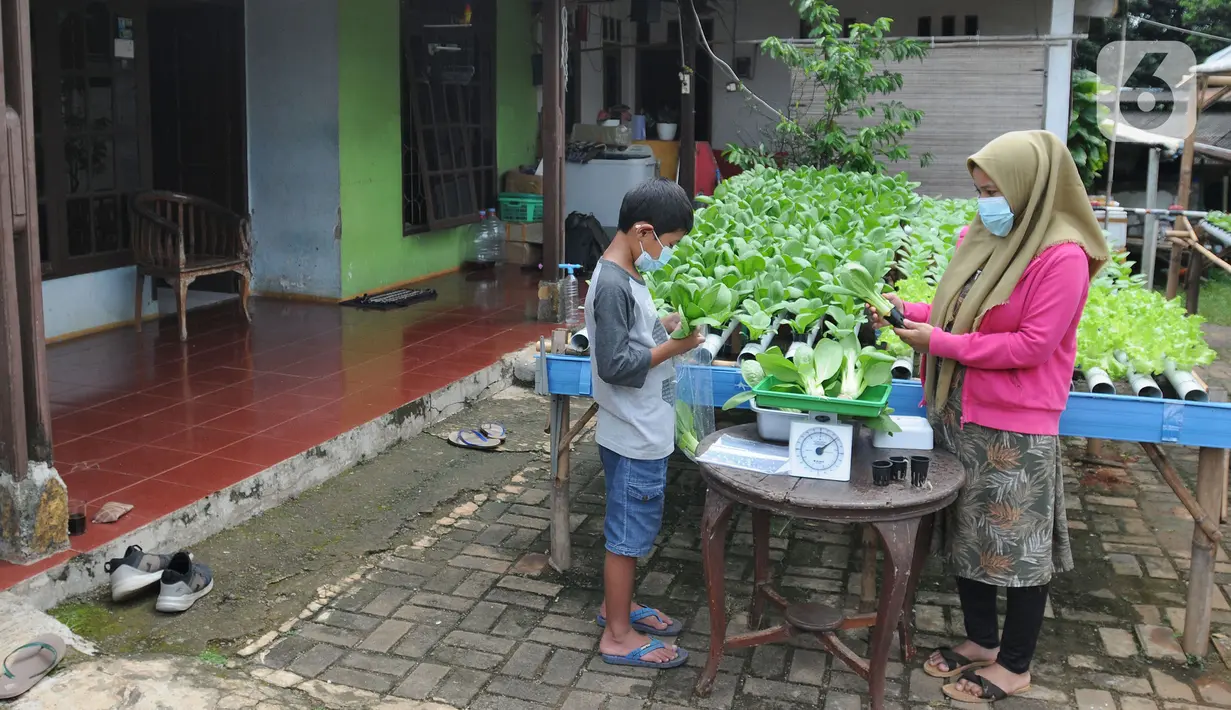 Warga melakukan panen sayuran pakcoy dengan sistem hidroponik di halaman rumahnya di Bojongsari, Depok, Jawa Barat, Senin (7/3/2022). Beragam tanaman hidroponik seperti pakcoy, selada dan bayam ditanam pada lahan sempit depan rumah setahun terakhir. (merdeka.com/Arie Basuki)