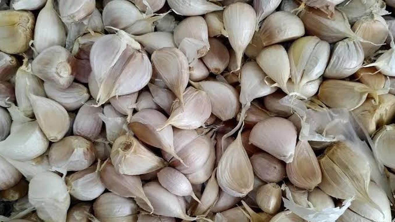 Ilustrasi bawang putih (Istimewa)