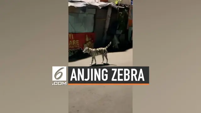 Seekor anjing berkeliaran dengan tubuh yang menyerupai zebra di Filipina. Penampakan ini direkam oleh warga yang melintas.