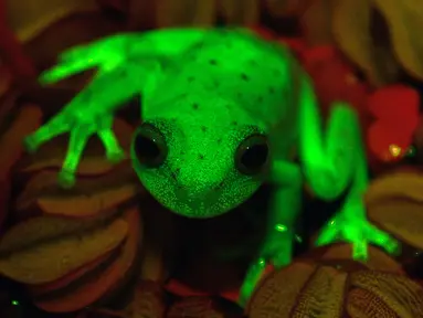 Katak yang dapat menyala di kegelapan baru-baru ini berhasil ditemukan di sebuah wilayah Santa Fe, Argentina, 16 Maret 2017. Ini adalah penemuan pertama di dunia tentang keberadaan katak hijau yang bisa menyala. (C.TABOADA-J.FAIVOVICH/MACN-CONICET/AFP)