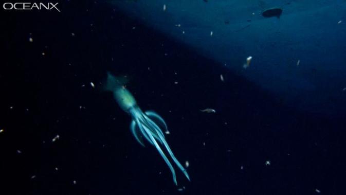 Purpleback flying squid Sthenoteuthis Oualaniensis  yang berenang melewati ROV menyelidiki kapal karam di Teluk Aqaba. (OceanX)