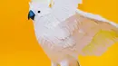 Melalui patung-patung burung yang dibuat, Diana ingin menunjukkan kepada setiap orang bahwa kita tak perlu memelihara burung atau binatang liar lain untuk menikmati keindahannya. (facebook.com/DianaBeltranHerrera)