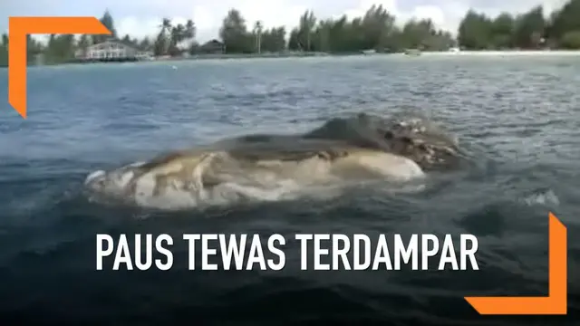VIDEO: Paus 12 Meter Ditemukan Membusuk di Pantai