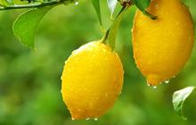 Yuk hilangkan ketombe dengan 4 ramuan lemon!
