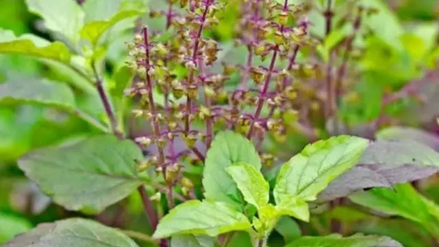 Daun Tulsi atau Kemangi Suci