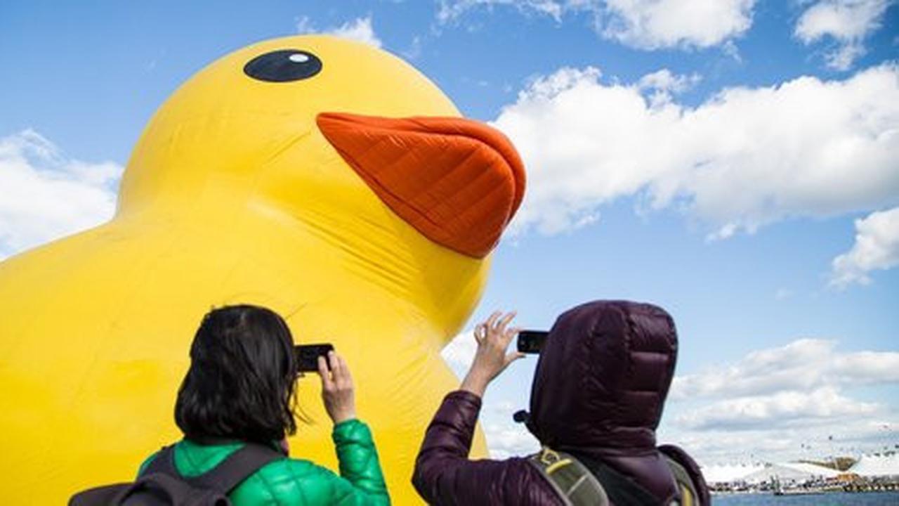 Mama Duck, si bebek karet raksasa mampir di festival tiram AS
