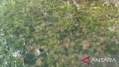 Pemprov Kaltim Genjot Optimasi Danau Kakaban, Destinasi Ekowisata Unggulan Dunia