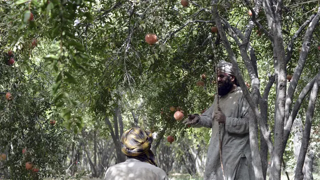 Panen Buah Delima di Afghanistan