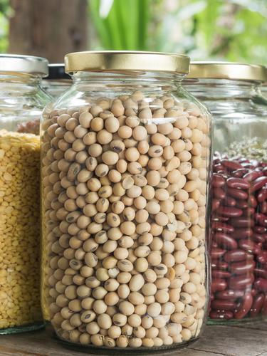 7000 Kolase Ikan Dari Biji Kacang Hijau HD Terbaik