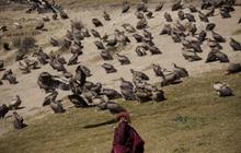Menengok tradisi pemakaman langit masyarakat Tibet yang mengerikan