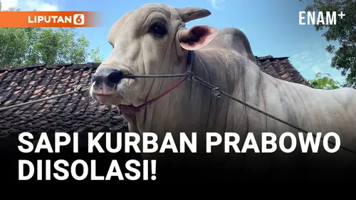  Jelang Idul Adha, Sapi Kurban Prabowo Diisolasi!