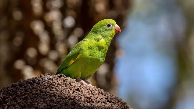 Parakeets