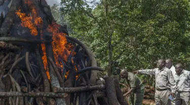 Petugas berwenang Malawi membakar 2,6 ton gading gajah selundupan dari Tanzania, Senin (14/3/2016). Gading sebanyak 781 buah tersebut senilai hampir USD3 Juta (sekitar Rp39 miliar). (AMOS GUMULIRA/AFP)