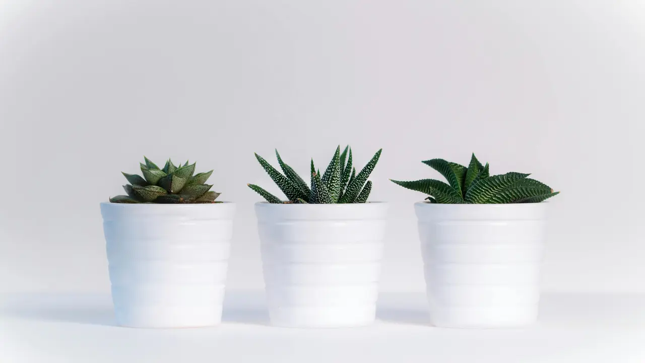 Tanaman Mini atau Sukulen