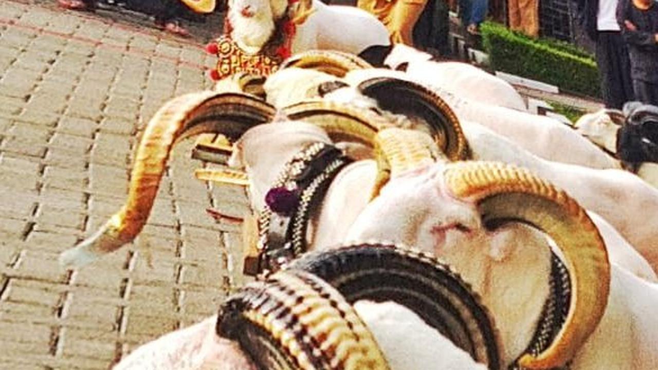 Domba Asli Garut Dipasangi Chip untuk Menjaga Keaslian Genetik