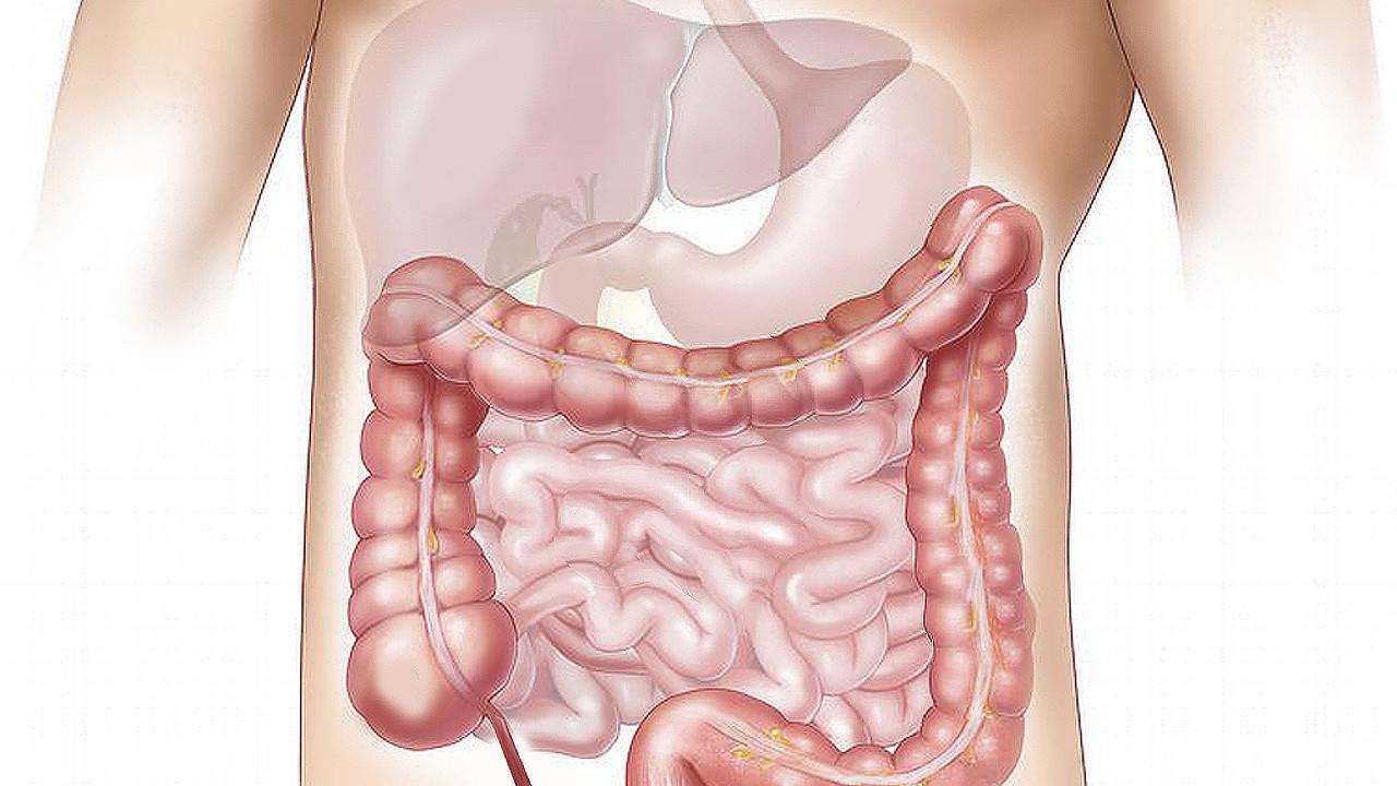 Ilustrasi Sistem Pencernaan Manusia