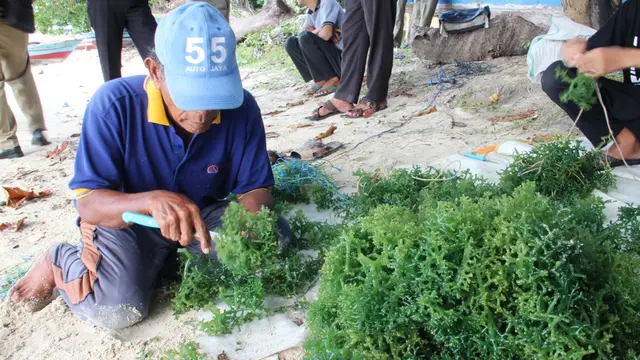 Langkah Pemprov DKI Mengulang Kembali Kejayaan Rumput Laut di Kepulauan Seribu