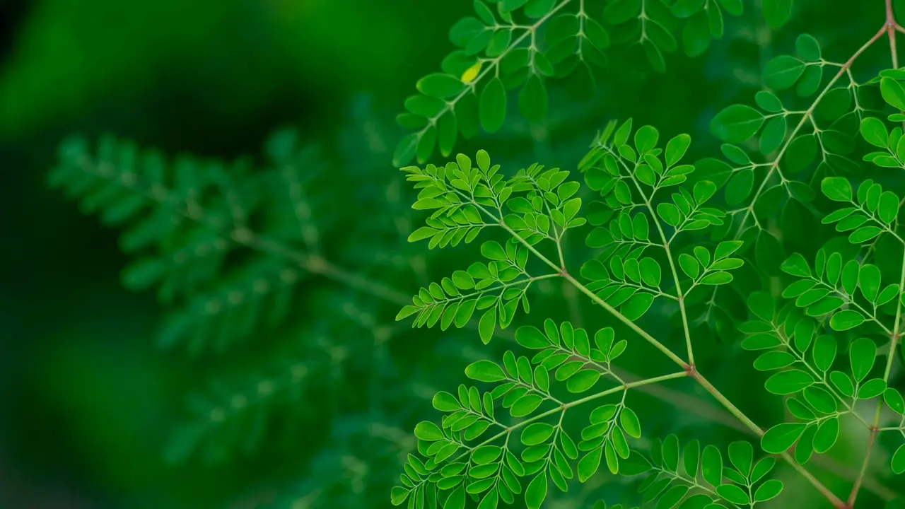 Kreasi Segar dan Sehat: 3 Resep Minuman Olahan Daun Kelor Sederhana