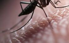 Kemenkes: Nyamuk Wolbachia Efektif Cegah DBD