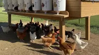 5 Barang Bekas yang Tidak Boleh untuk Wadah Pakan Ayam, Picu Penyakit Berbahaya