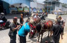 Keraton Surakarta Gelar Gladi Bersih Penarikan Kereta Jenazah Pakubuwono XIII