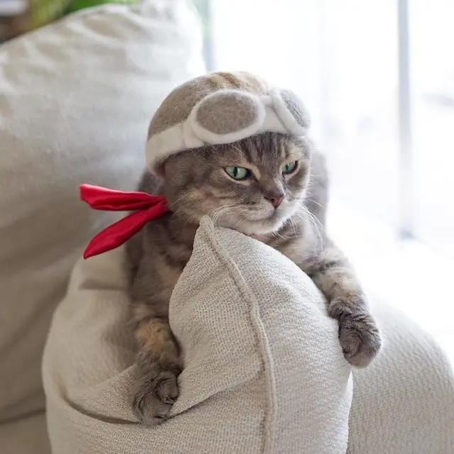 10 Potret Kucing Pakai Topi, Wajahnya Jadi Imut Banget