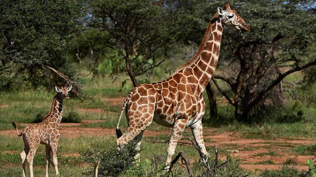 Populasi Terus Menurun, Jerapah Terancam Punah