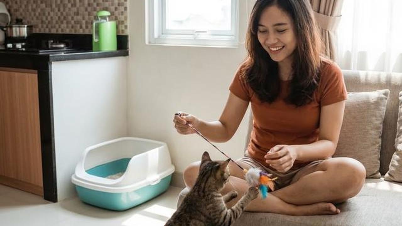 Cara Agar Tikus Tidak Buang Kotoran di Tempat yang Sama, Dijamin Kapok