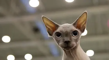 Kucing Sphynx, Pelle di Luna mengikuti kontes kecantikan di Roma, Italia pada 6 November 2019. Ratusan kucing bersaing dalam kompetisi kecantikan kucing yang diadakan selama akhir pekan di ibu kota Italia tersebut. (AP Photo/Alessandra Tarantino)