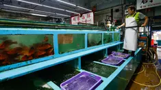 Seorang pekerja bekerja di pasar grosir yang biasa menjual makanan laut Jepang yang terkena dampak larangan impor makanan laut Jepang di Hong Kong, Kamis (24/8/2023). Pihak berwenang Hong Kong telah memberlakukan larangan impor makanan laut Jepang sebagai isyarat untuk menentang keputusan Jepang membuang air radioaktif yang telah diolah dari pembangkit listrik tenaga nuklir Fukushima yang hancur. (AP Photo/Daniel Ceng)