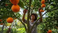 8 Cara Merangsang Pohon Jeruk agar Cepat Berbuah Lebat dan Manis