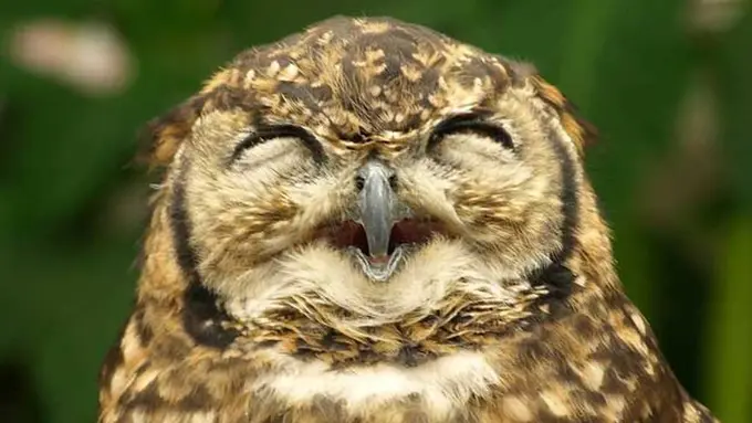 5 Cara Burung Hantu Ucapkan Terima Kasih Pada Manusia