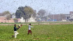 Petani berusaha menghindari serbuan belalang di Distrik Okara, Provinsi Punjab, Pakistan timur (15/2/2020). Serangan belalang terhadap tanaman telah menyebabkan kerugian finansial yang besar bagi para petani di beberapa wilayah negara tersebut. (Xinhua/Str)