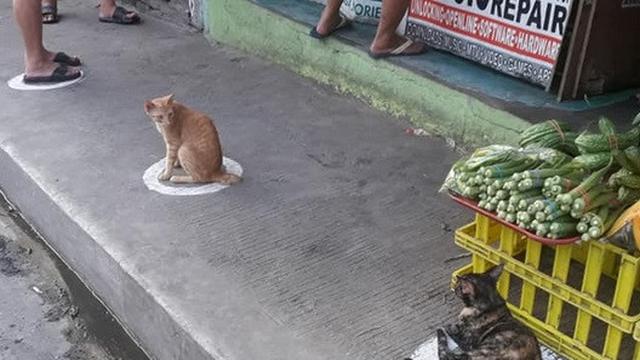 Viral Potret Kucing Kucing Lakukan Physical Distancing Bikin Gemas Citizen6 Liputan6 Com