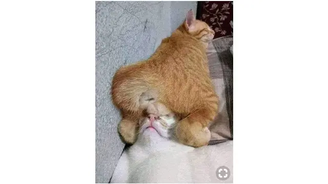 Pose Menggemaskan Kucing Saat Tidur Nyenyak Ini Kocak Banget