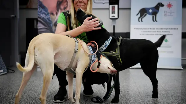 Anjing Pelacak Dikerahkan untuk Deteksi Covid-19 di Bandara Helsinki