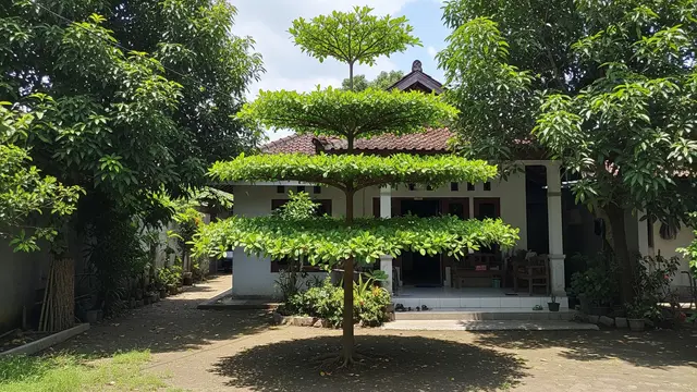 Ide Pohon Kecil yang Rimbun Tapi Akar Tetap Aman untuk Rumah Model Pohon Ketapang Kencana