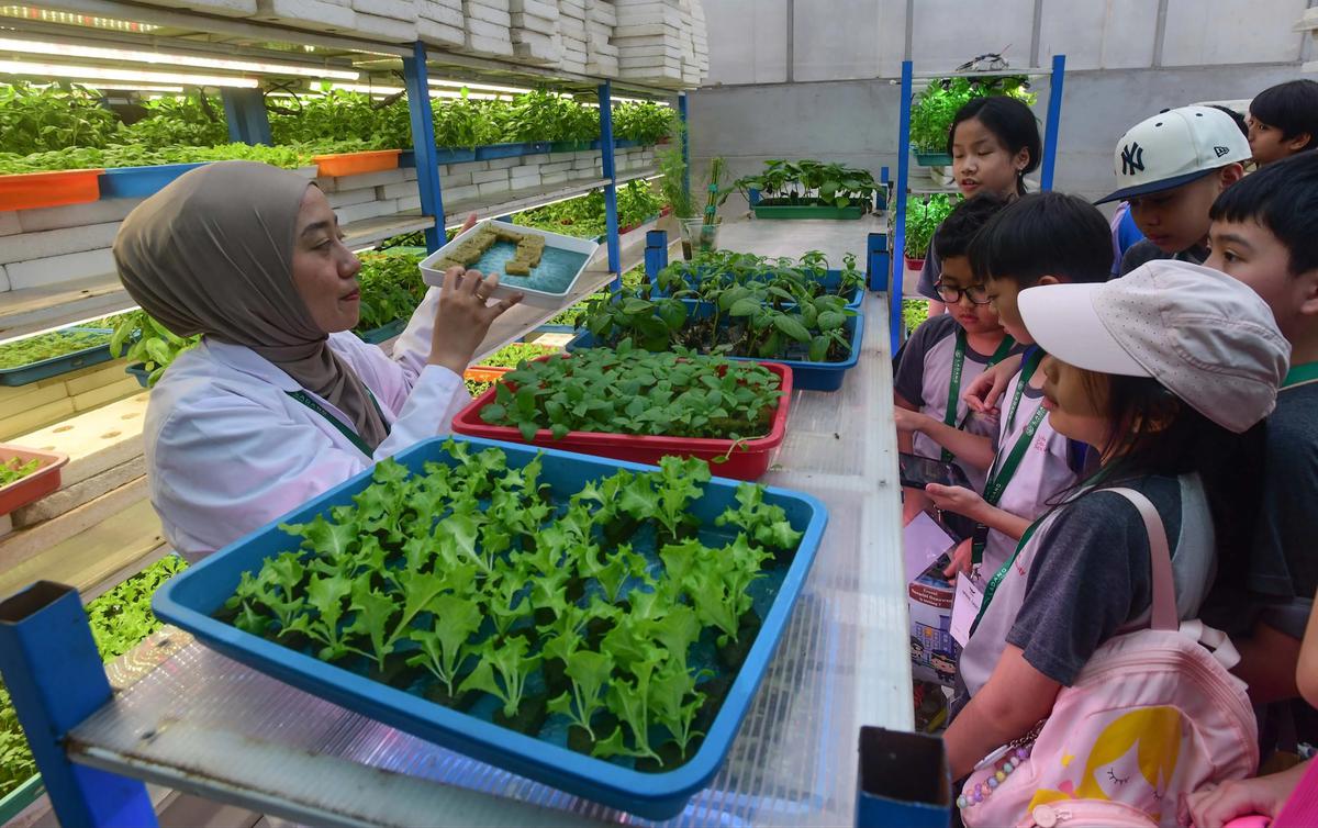 FOTO: Belajar Hidroponik di Kebun Vertikal Tertinggi di Indonesia